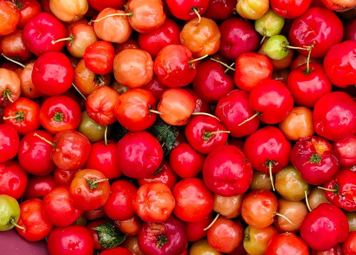 Acerola