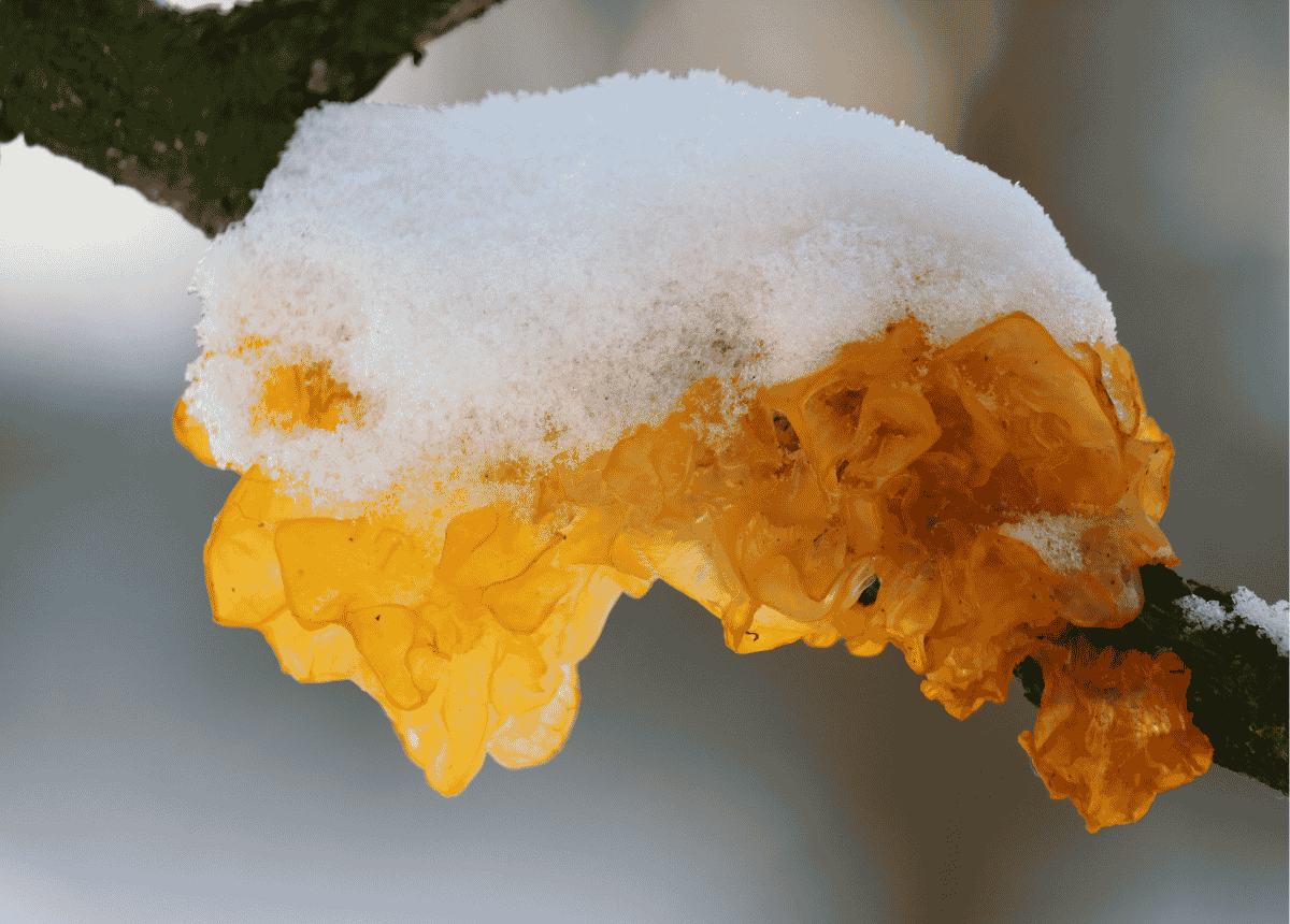 Tremella